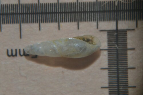 Blind Snail