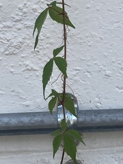Parthenocissus quinquefolia