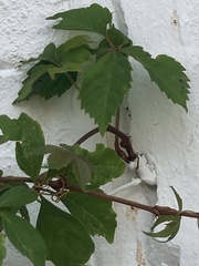 Parthenocissus quinquefolia