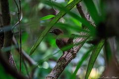 Formicarius moniliger