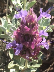 Salvia dorrii