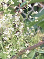 Lepidium draba