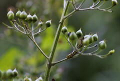 Cucullia scrophulariae
