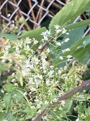 Lepidium draba