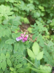 Lathyrus niger