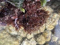 Melanamansia glomerata