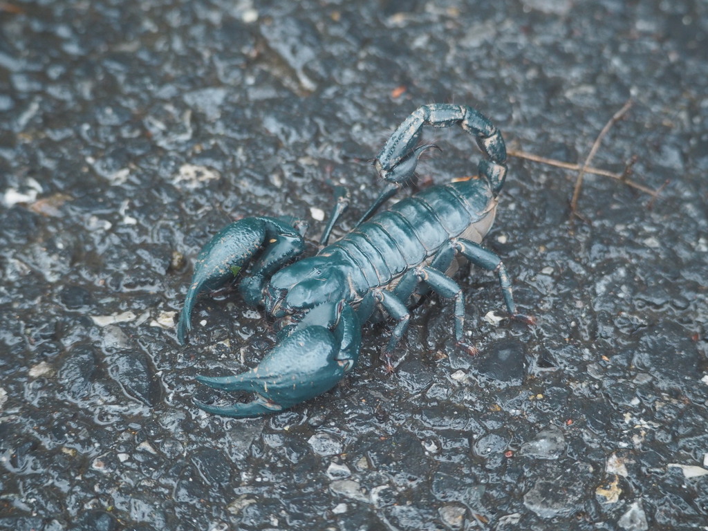 Scorpion forestier du Laos (scorpion noir géant du Vietnam) (Heterometrus laoticus)