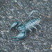 Laotian Giant Scorpion - Photo (c) J. Maughn, some rights reserved (CC BY-NC), uploaded by James Maughn