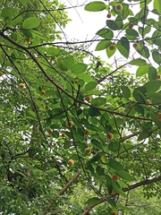 Neolamarckia cadamba