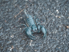 Heterometrus laoticus