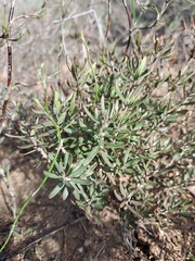 Clutia pubescens