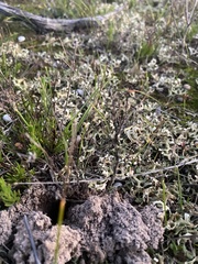 Xanthoparmelia semiviridis