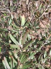Clutia pubescens