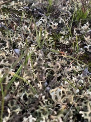 Xanthoparmelia semiviridis