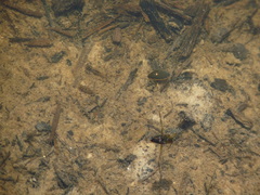 Tropisternus lateralis