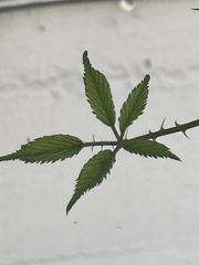 Rubus armeniacus