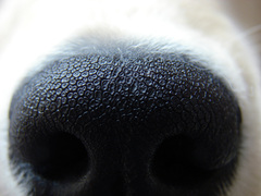 Canis familiaris