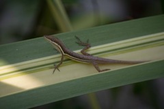 Anolis olssoni