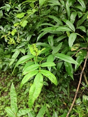 Zanthoxylum armatum