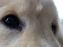 Canis familiaris