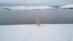 Canis familiaris