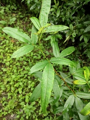 Zanthoxylum armatum