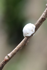 Ceroplastes destructor