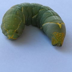 Platysphinx piabilis