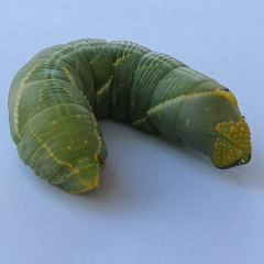 Platysphinx piabilis