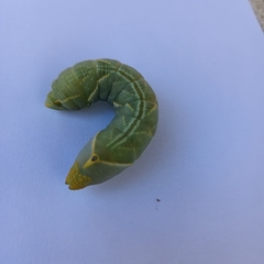 Platysphinx piabilis