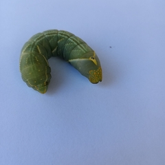 Platysphinx piabilis