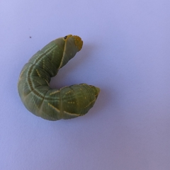 Platysphinx piabilis