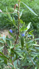 Billardiera heterophylla