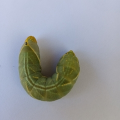 Platysphinx piabilis