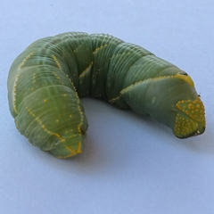 Platysphinx piabilis