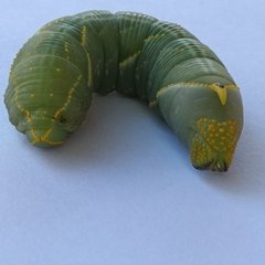 Platysphinx piabilis