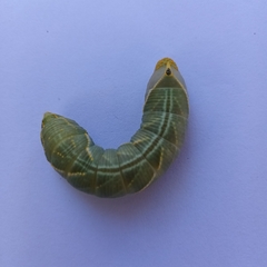 Platysphinx piabilis