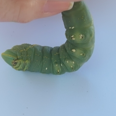 Platysphinx piabilis