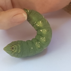 Platysphinx piabilis