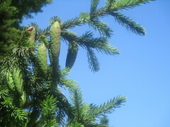Picea obovata