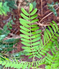Acacia terminalis