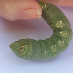 Platysphinx piabilis