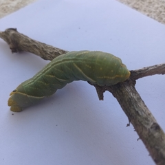 Platysphinx piabilis