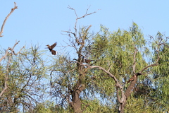 Pomatostomus ruficeps