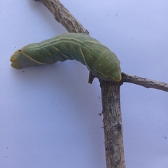 Platysphinx piabilis