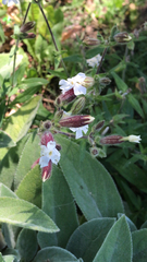 Silene latifolia