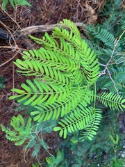 Acacia terminalis