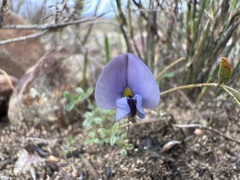 Lotononis complanata