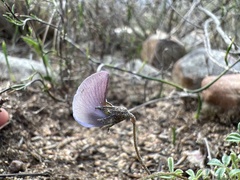 Lotononis complanata