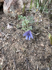 Lotononis complanata